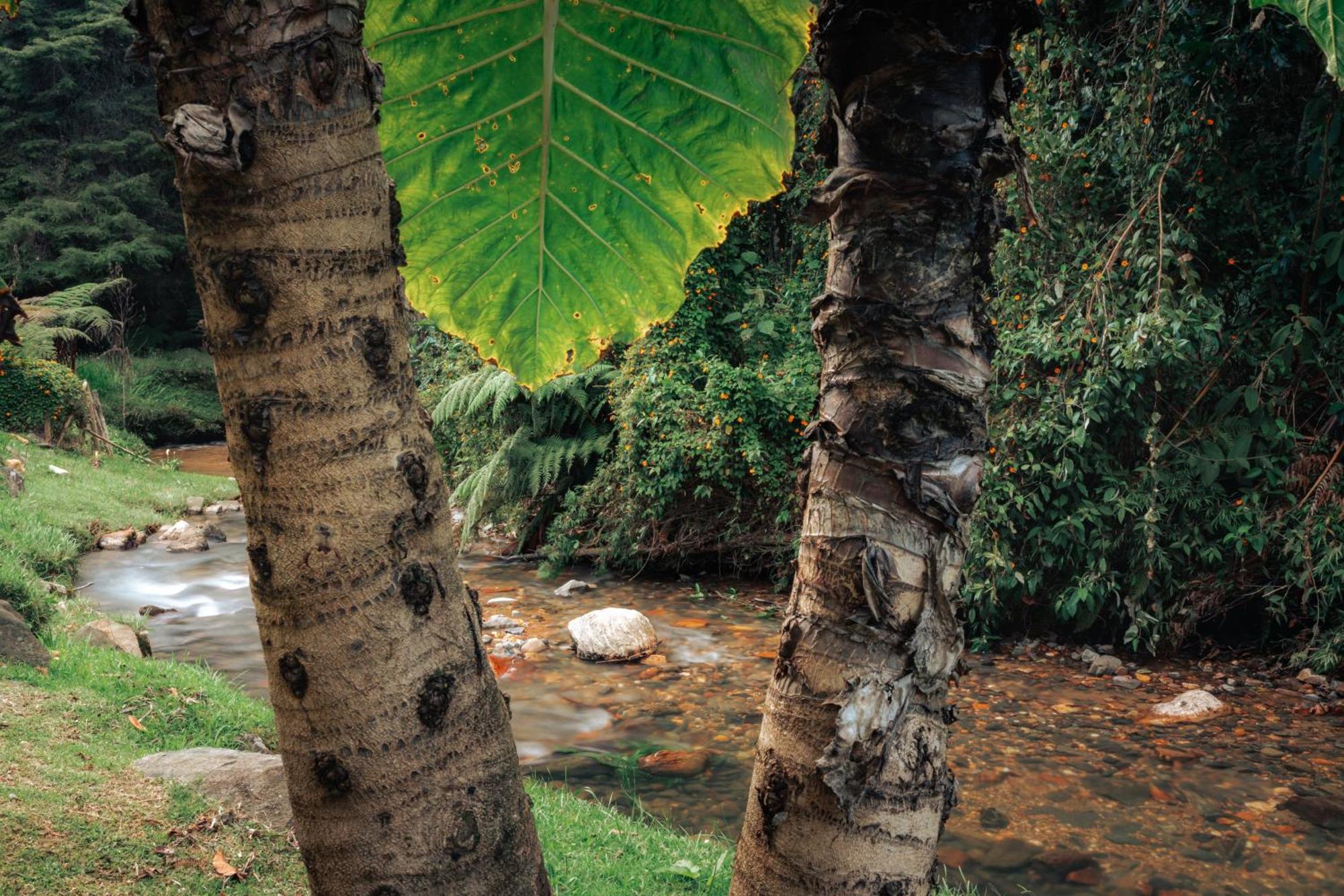 ホテル Bubblesky Glamping 15 Min From Medellin リオネグロ エクステリア 写真